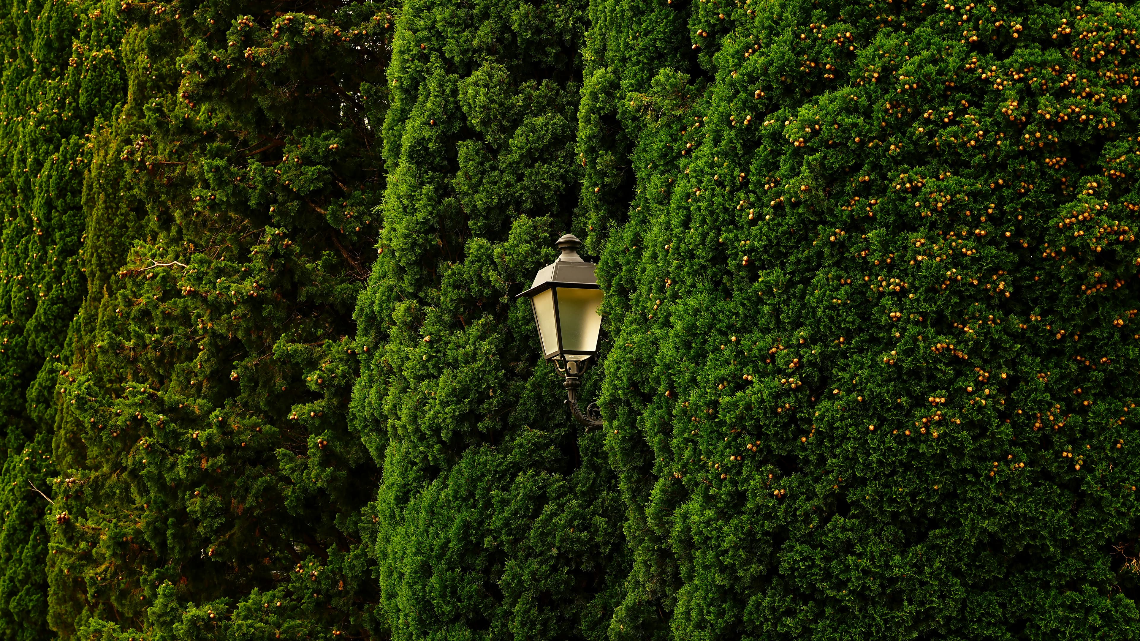 Outdoor garden lighting Austin
